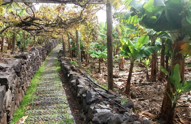 Fajã dos Padres - Foto 18