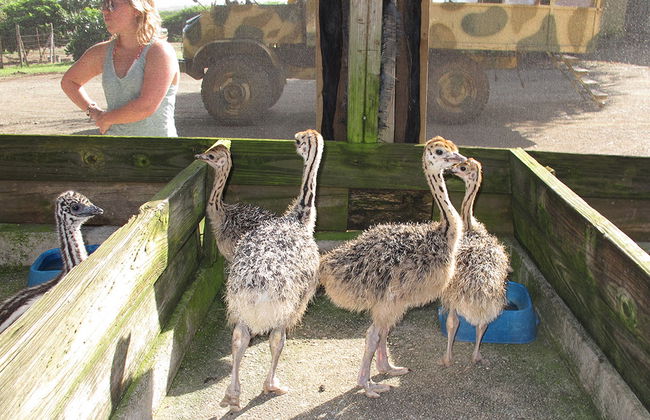 Tour della Fattoria di Struzzi e delle Grotte di Hato - Foto 6