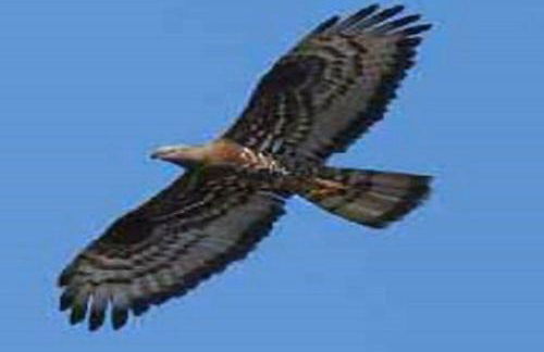 Grottino Apartment Parco Velino Sirente - Foto 34