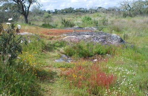 Bubulcus and Bolotas - Off Grid Nature Holiday Home - Foto 20