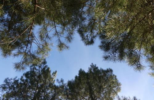 El Rodenal Casa Rural - Foto 38