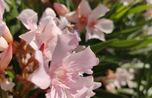 Spedion Kefallonia - Villas with jaccuzzi - Foto 46