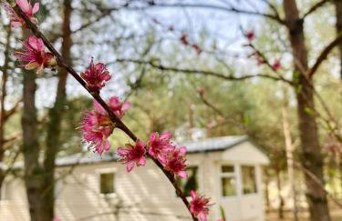 Holenderki na Zielonych Wzgórzach, Łowyń - Foto 25