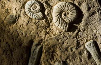 La Colmena - Foto 17