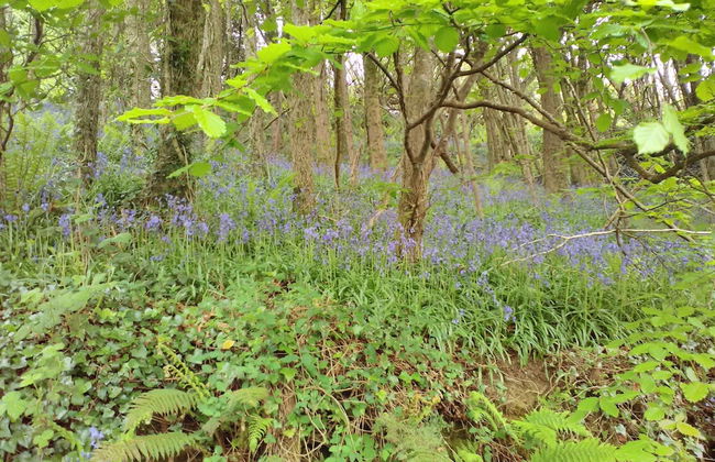 Lovely Sea View Apartment in Rineen - 4 Guests - Foto 16