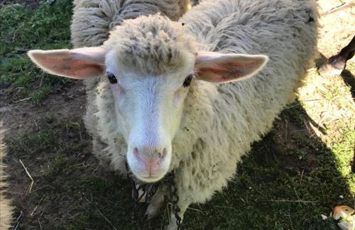 Malinowy Domek - Photo 53