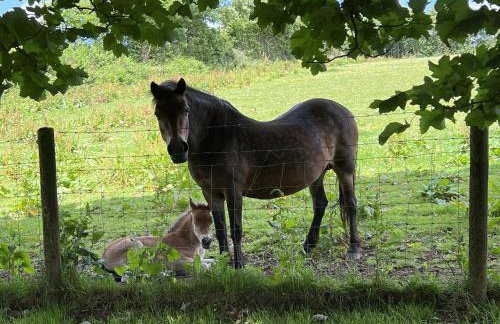 Byre Cottage Dulverton - Foto 28