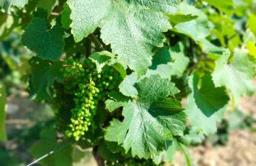 Domaine de BELLEVUE - Foto 21