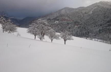 Wehrlemartinshof - Foto 8