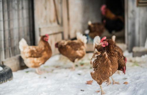 Pichlerhof - Foto 28