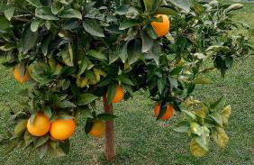 Agrumeto Costa dei Trabocchi - Foto 8