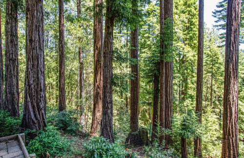 Sunrise Mountain Retreat - Foto 33