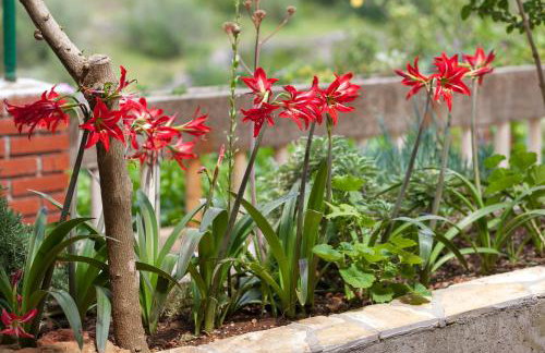 Apartments Drazen - Foto 66