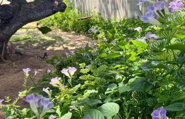 Recanto Celestino 3 - Foto 46