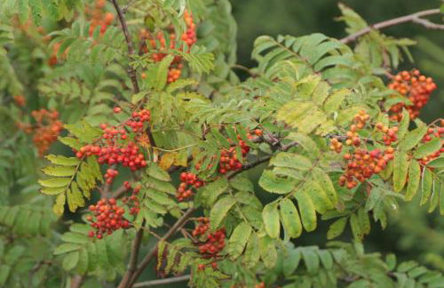 Ferienwohnungen Bleyl Rittersgrün - Foto 13