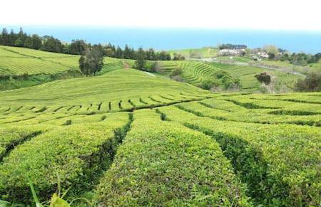 Margarida House - Stone Apartment - Photo 46