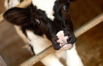 Turisme Rural Ca l,Anguila - Foto 48