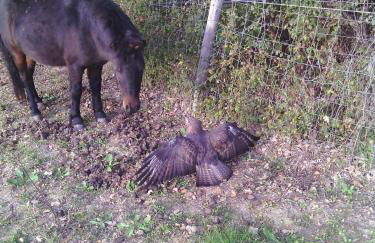 Artisti del Cavallo Tourism - Photo 14