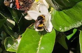 Casa Pandeiras - Foto 31