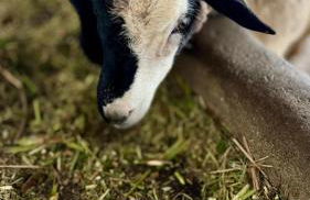 Flat Hotel Fazenda Monte Castelo Gravatá Bezerros - Foto 37