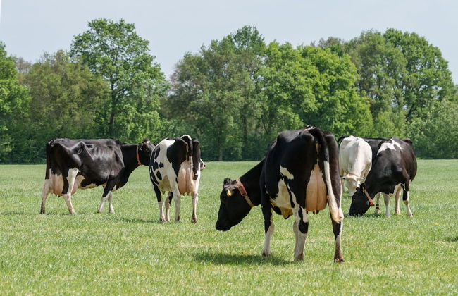 Beautiful Holiday Home With Sauna - Photo 32