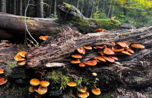 Domek w górach, noclegi w górach , Przystanek Stodoła , nocleg Beskidy , Velo Soła, balia ogrodowa, Rajcza, Rycerka - Foto 19