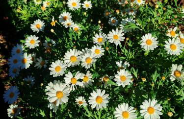 Daphne Experience - Home, Harmony and Garden - Foto 32