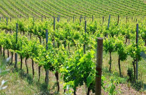 Terra di Ea - Foto 42