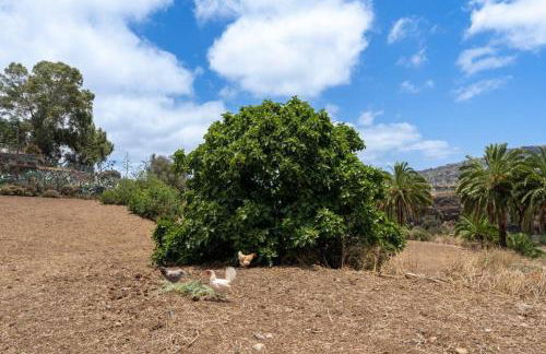 Finca Artiles - Foto 22