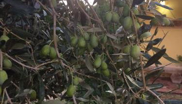 Sa Perda Lada - Foto 5