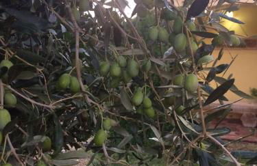 Sa Perda Lada - Foto 5