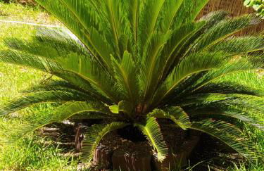 Magnolia House - Photo 40