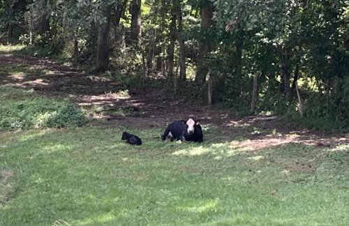 Deimos Cabin - Foto 20