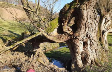 Ferienhaus am Schierbach - Photo 7