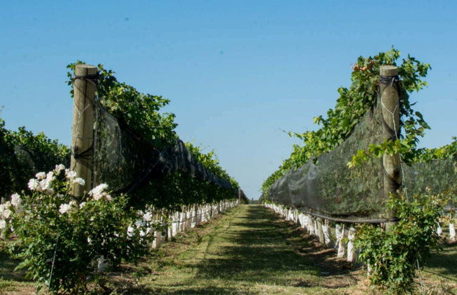 Excursão pelas adegas de Colonia Caroya - Photo 7
