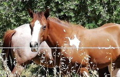 Sorelle Biologiche - Photo 67