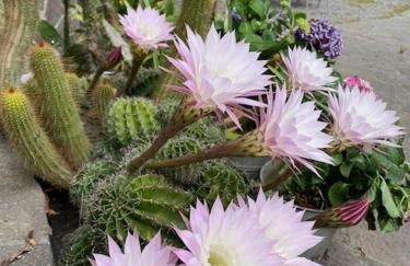 Ferienwohnung in Marienthal am Regen - Foto 13