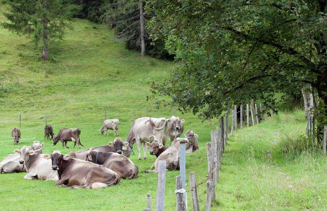 Apartment in Waidring Near Ski Slopes - Foto 34