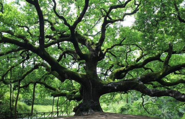 Agriturismo Monte a Pescia - Foto 61