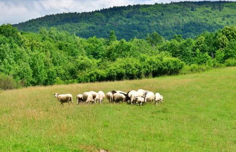 Natura hause - Foto 54