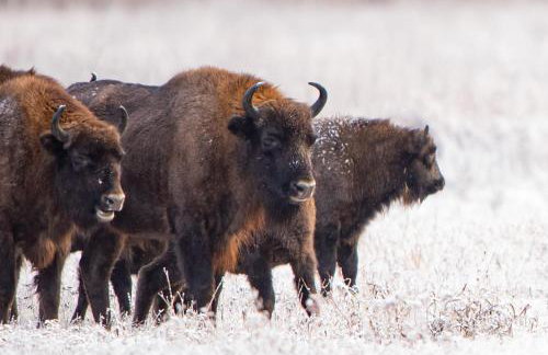 Lipowy Zakątek to miejsce bez gospodarzy i na wyłączność - Foto 26