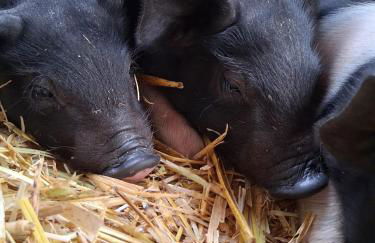 Tiny Bauernhof Plau - Foto 21