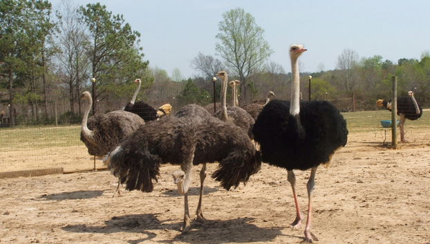 Aruba Fauna Tour - Foto 4