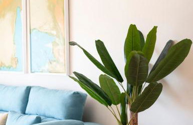 Emir Ático SOL Y NIEVE - Foto 6