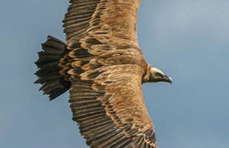 La cabane au fond du jardin - Foto 22