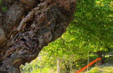 Agriturismo Becerca Vegan - Foto 50