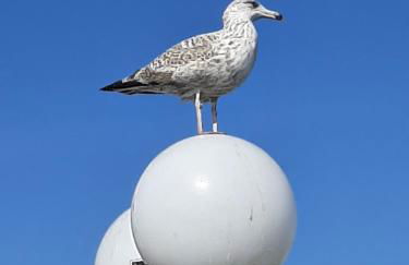 Penthouse Ferienwohnung Auszeit, gerne mit Hund, WLAN inkl. - Foto 26