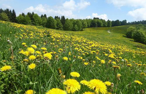 Casa Ballo delle Streghe, Garden, Montebelluna - Foto 35