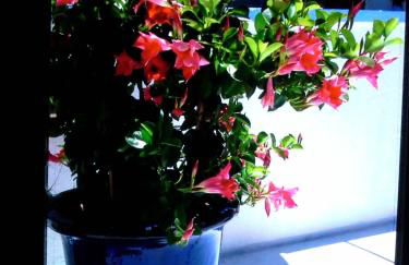 Ferienwohnung Galina 1 - Foto 13