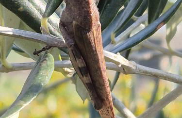 Masseria Marotta - Foto 28
